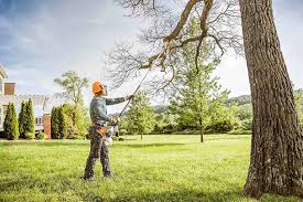 Best Palm Tree Trimming  in Elkins, AR